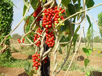 Tinospora cordifolia